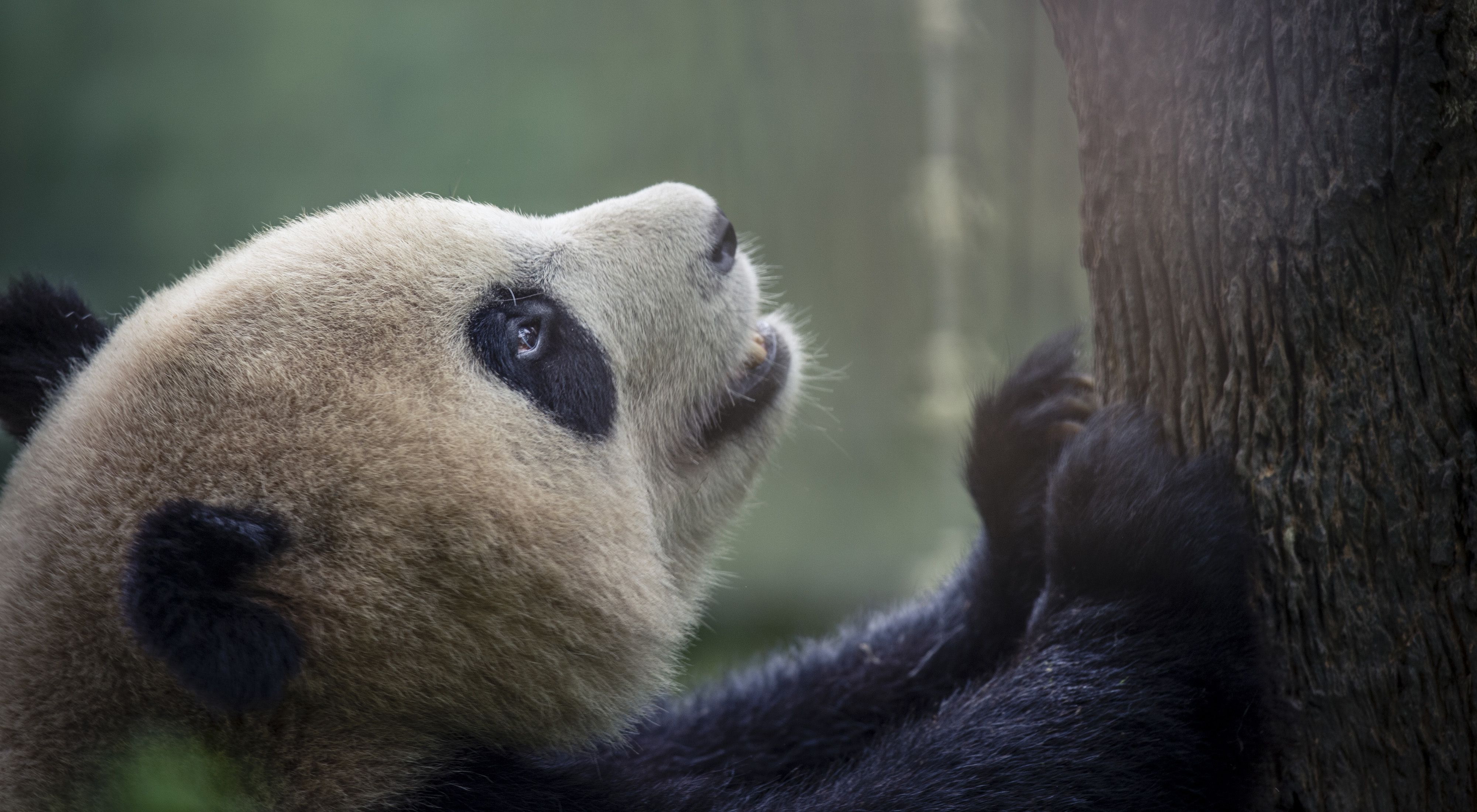A panda scratches a tree