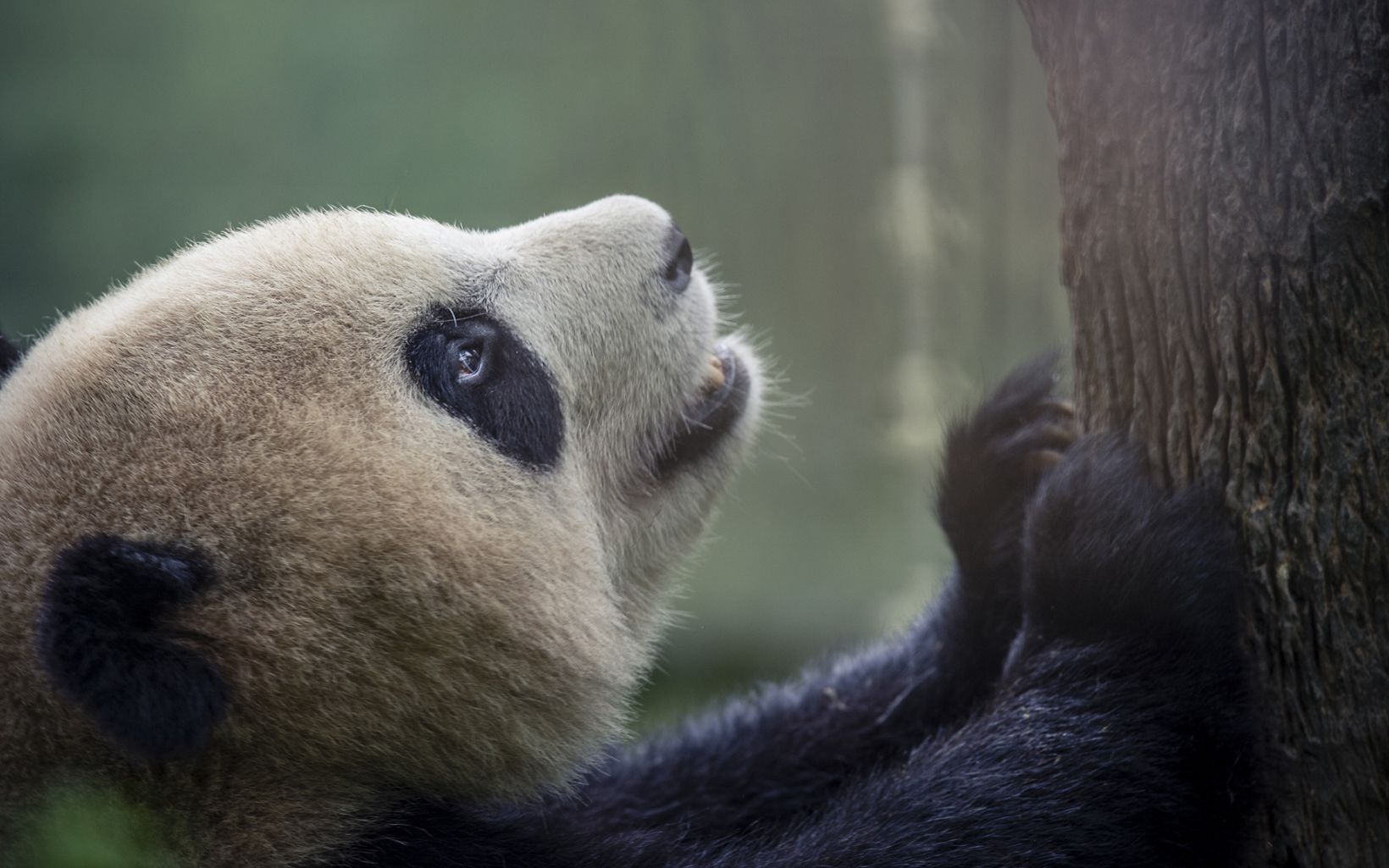 Captive breeding centers like this one in Chengdu are trying to boost the endangered species’ population.