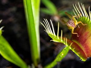 Venus flytrap with a grasshopper inside.