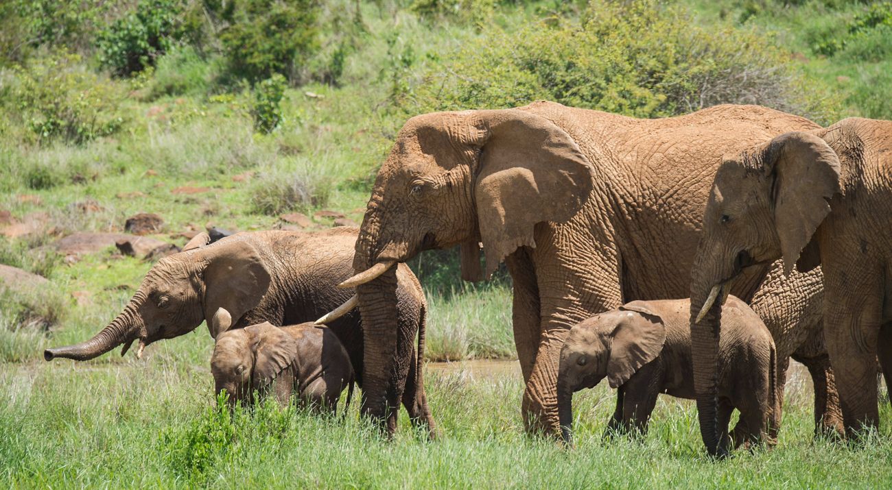 A herd of elephants graze together.