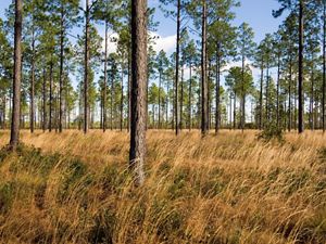 Long brown grasses fill space between tall trees in a forest.