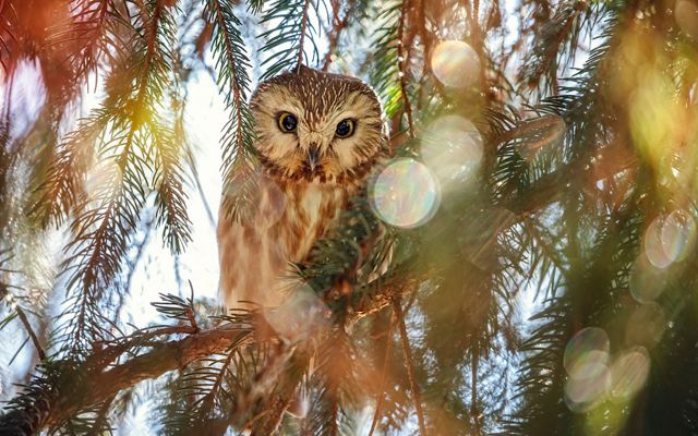 The large, yellow eyes of a northern saw-whet owl peer through the branches of a tree.