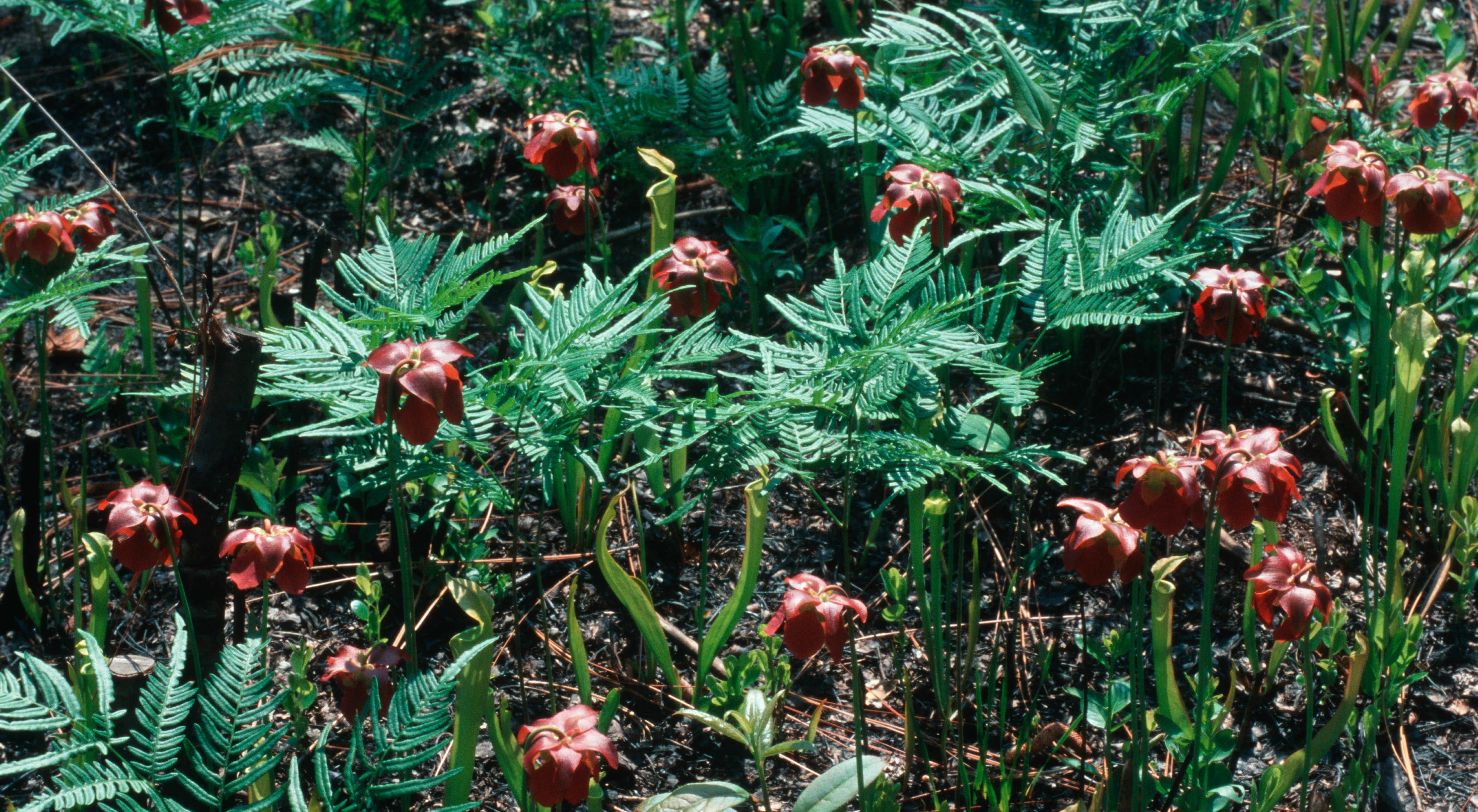 plant at Roberta Case Pine Hills Preserve in Alabama of the United States.