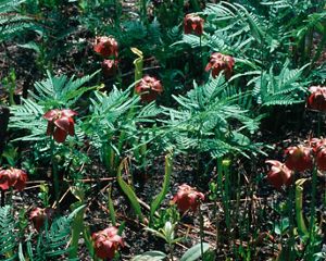 plant at Roberta Case Pine Hills Preserve in Alabama of the United States.