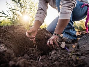 a woman digs into soil to plant a seedling
