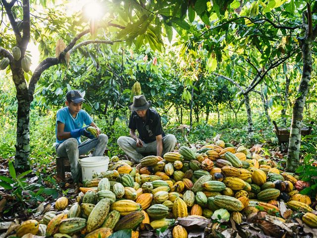 Cultivo de cacao brasileño