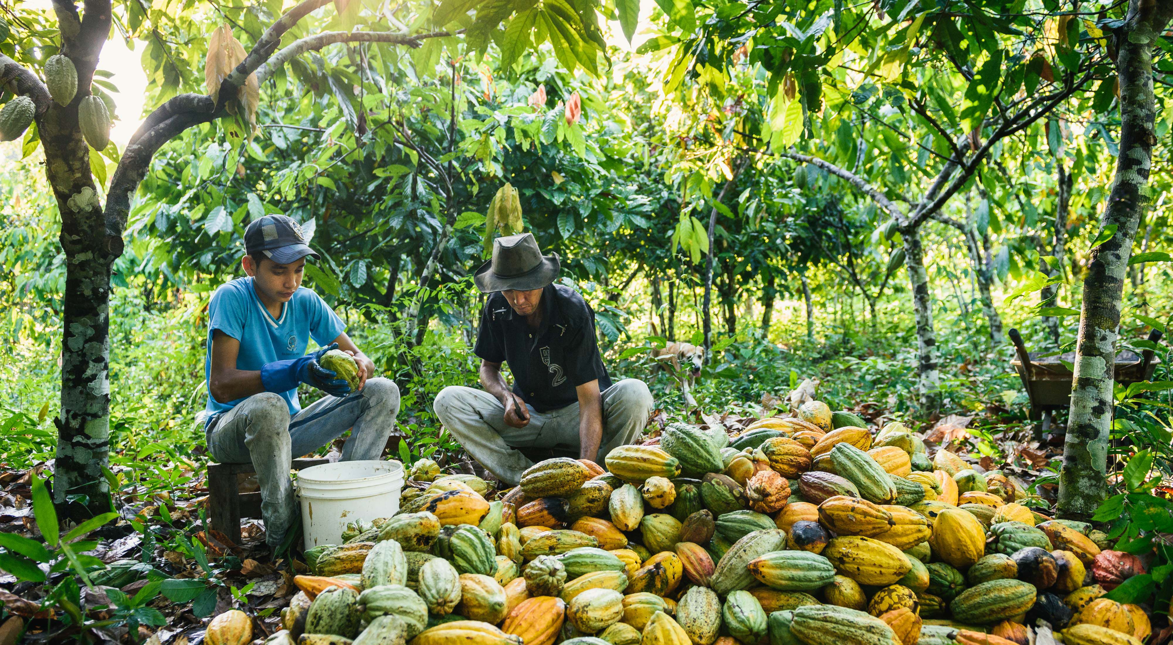 Cacao farmers work under the shade of trees in Brazil