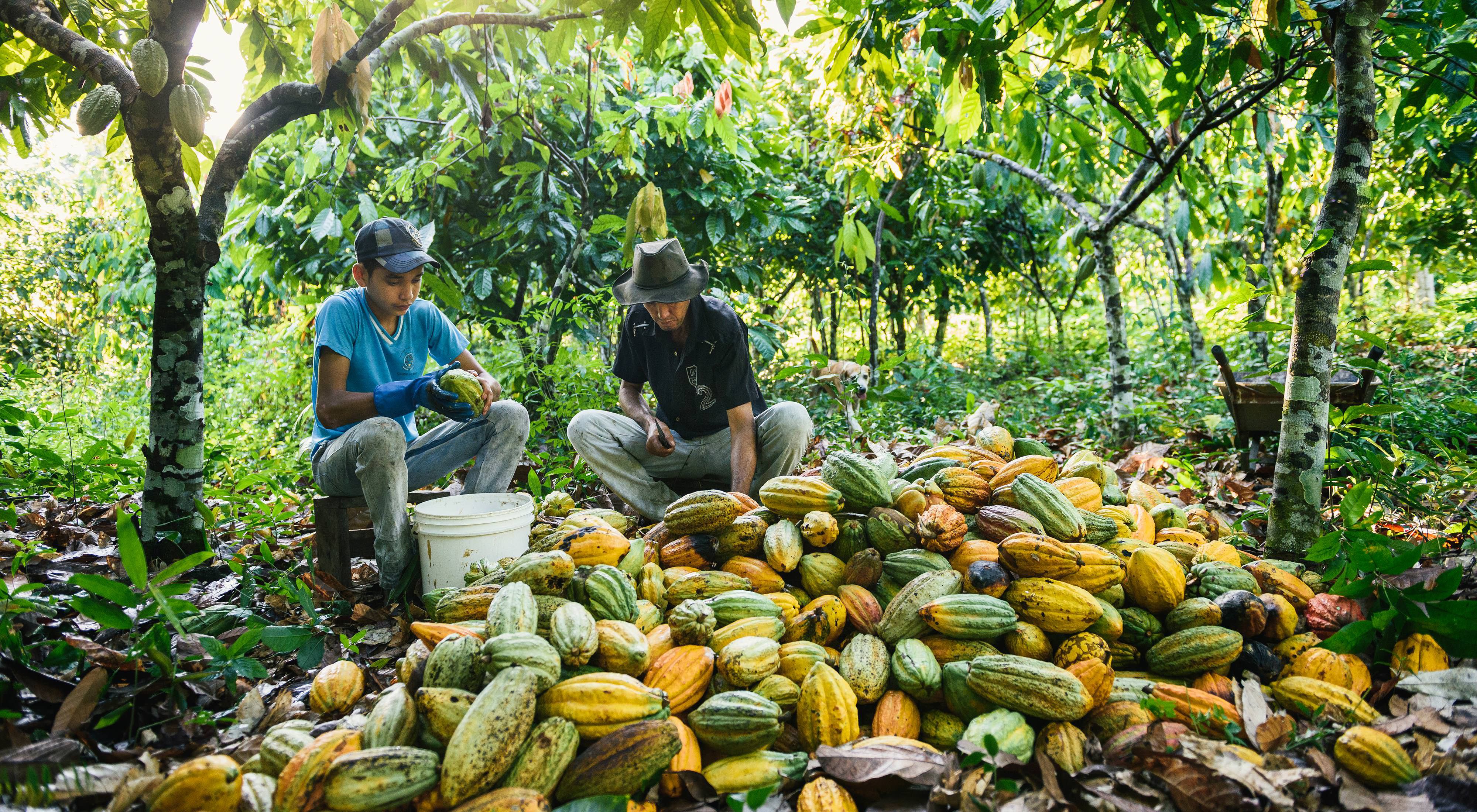 Deniston Mariano Dutra and his son Matheus remove cacao seeds from their pods on thir São Félix do Xingu ranch. The Nature Conservancy innovation is enabling compliance with Brazil’s progressive Forest Code, while increasing economic opportunity.