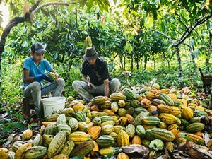 Una familia de campesinos brasileros examina su cosecha de cacao, en medio de sus cultivos en Pará.