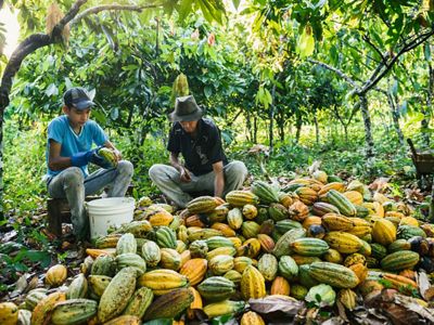 Seeding cacao pods