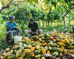 Una familia de campesinos brasileros examina su cosecha de cacao, en medio de sus cultivos en Pará.