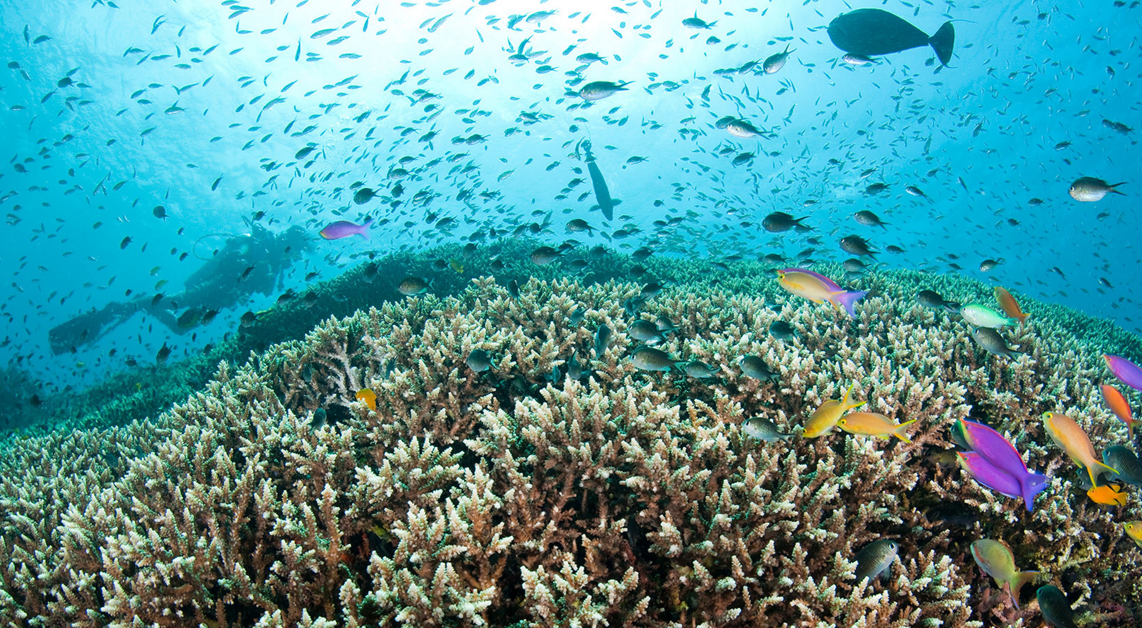A diver explores a hard coral reef with Anthias and Damsels in the shallow waters off Amed (Jemeluk) near Bali, Indonesia.