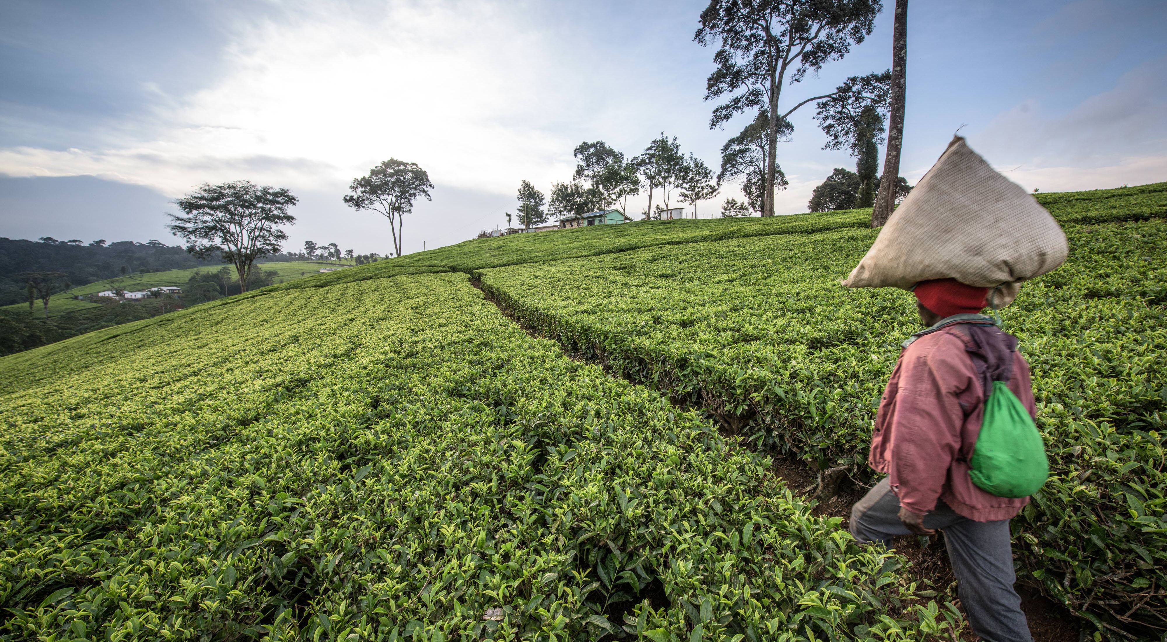 A woman carrying the tea leaves she has picked for the day back to the weighing station on a tea plantation in the Upper Tana Watershed, Kenya.