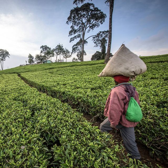 tea farm in Kenya