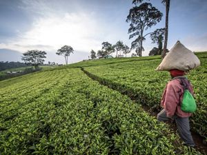 Woman carrying bag of tea leaves on her head in a farm field.