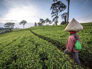 tea farm in Kenya