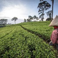 Picking tea leaves in Kenya