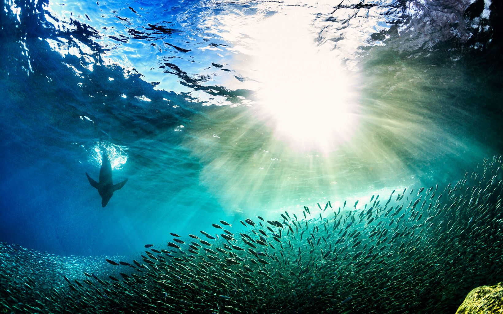 A sea lion dives in the water above a school of fish.