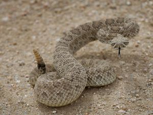 curled brown snake on sand