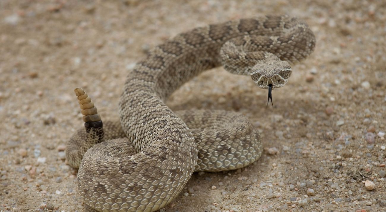 A brown snake about to strike while curled up on sand.