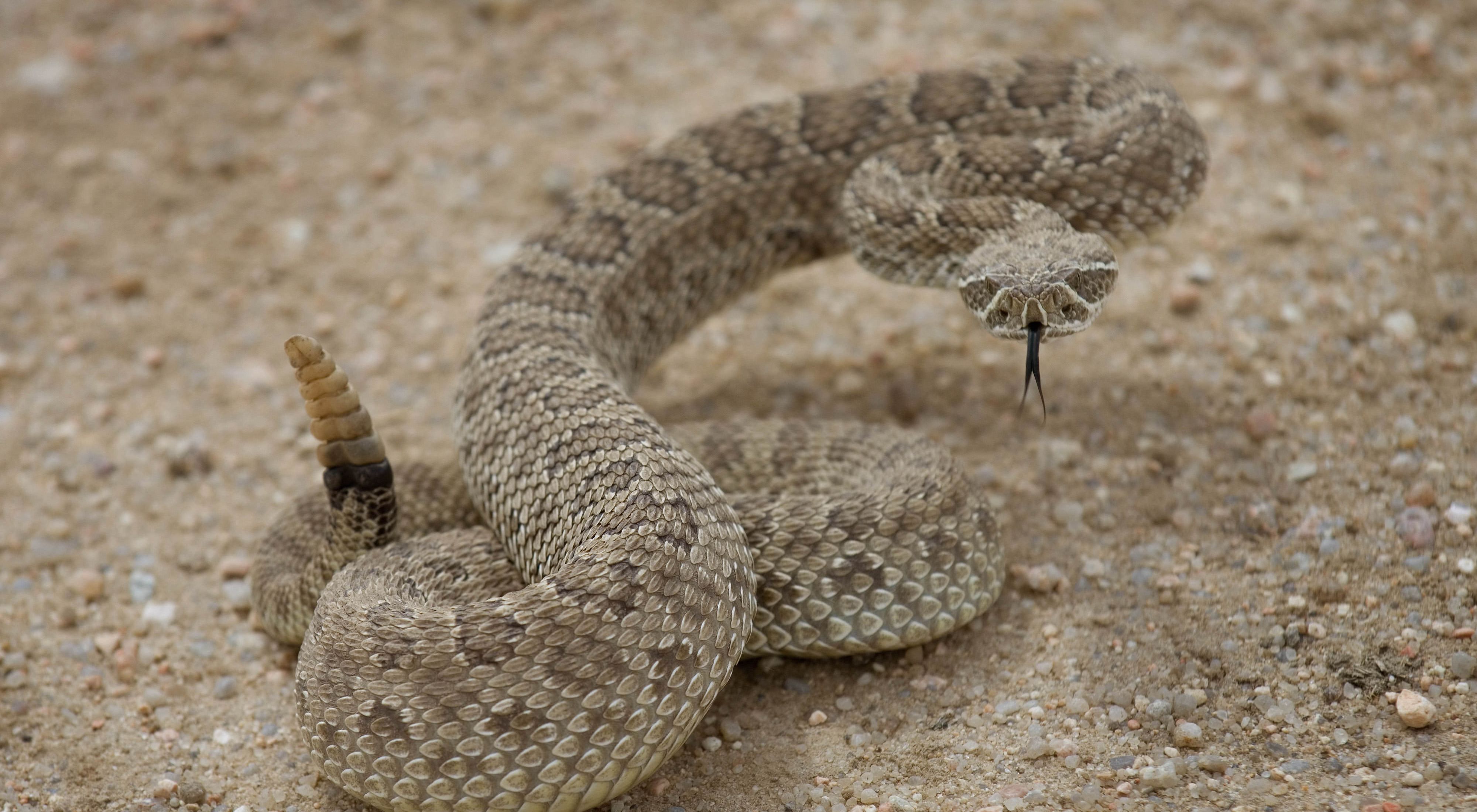 a brown snake about to strike while curled up on sand