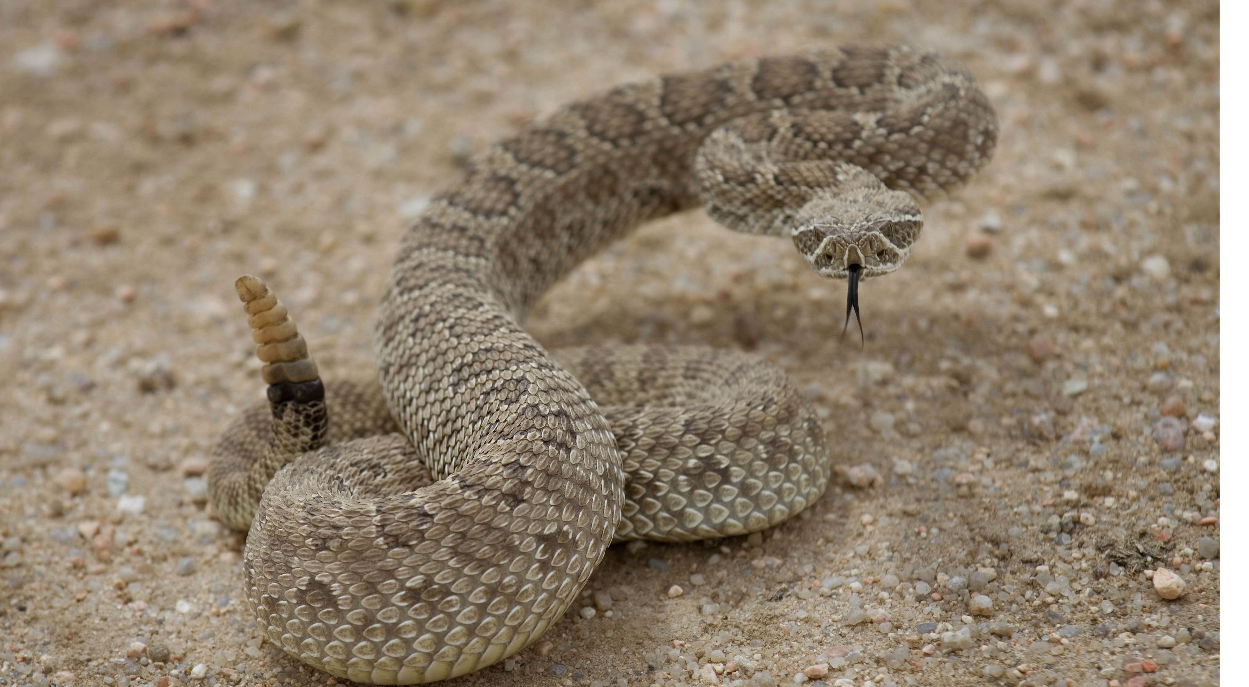 Prairie Rattlesnake The Nature Conservancy