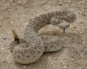 A brown snake is curled up, ready to strike.