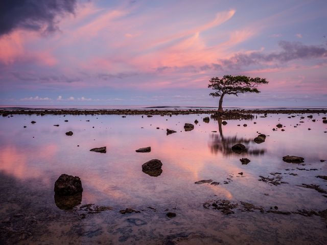 A purple sunset is relected in a calm sea with one tree in silhouette. 