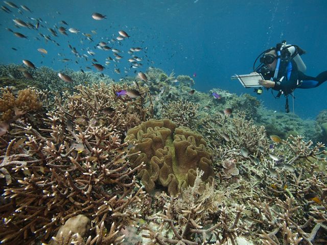 Andreas Muljadi, a member of TNC's staff, monitoring coral reefs in ocean waters off Kofiau island in the Coral Triangle.