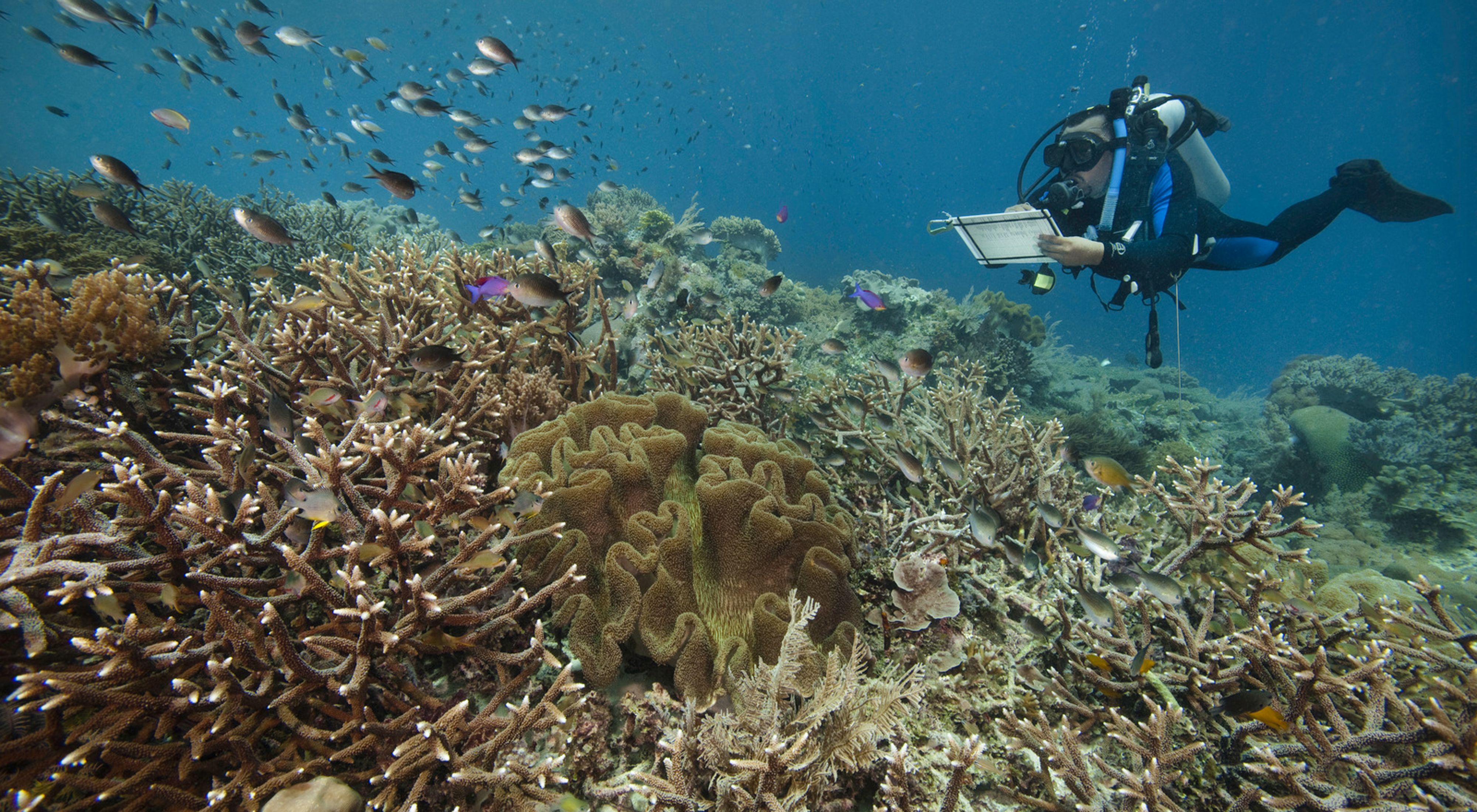 Coral Reefs as Coastal Defenders