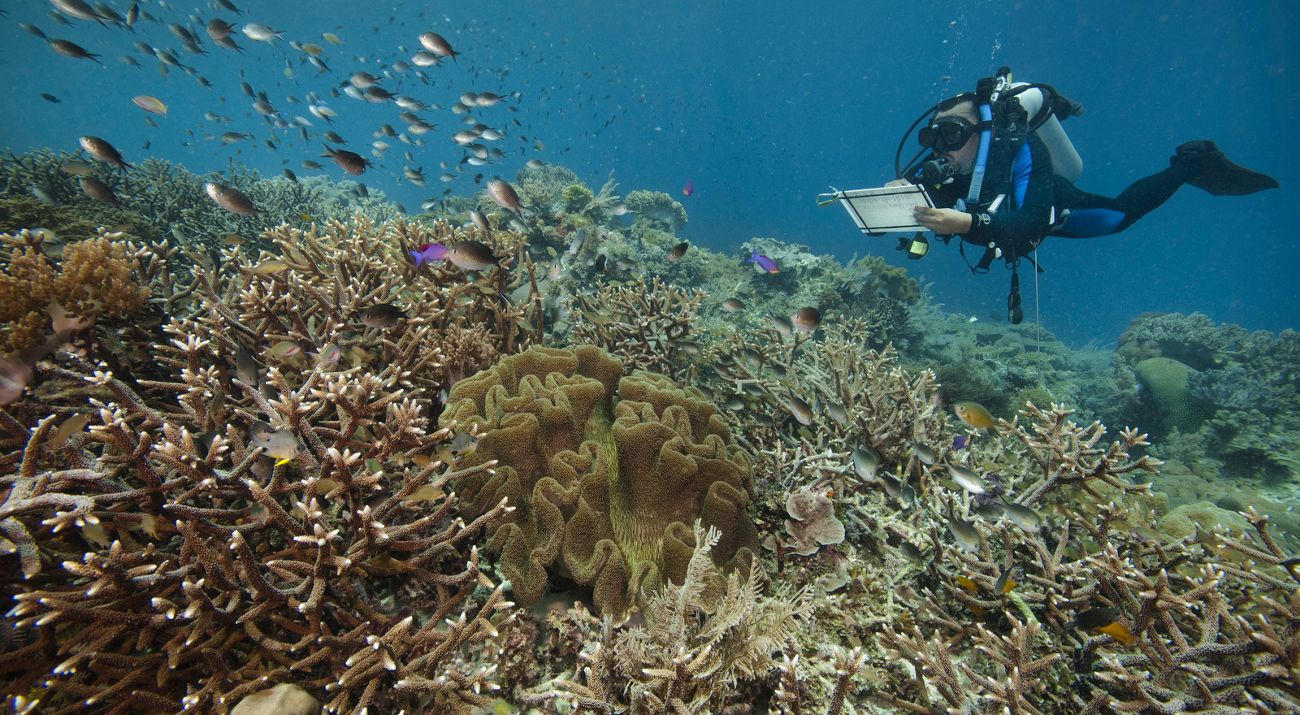 Underwater photo of a diver recording data about a tropical coral reef as fish swim nearby.