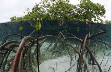 Underwater view of mangroves.