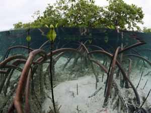 Mangrove displaying impressive arching underwater root system in the Exuma Cays Land and Sea Park, Bahamas.