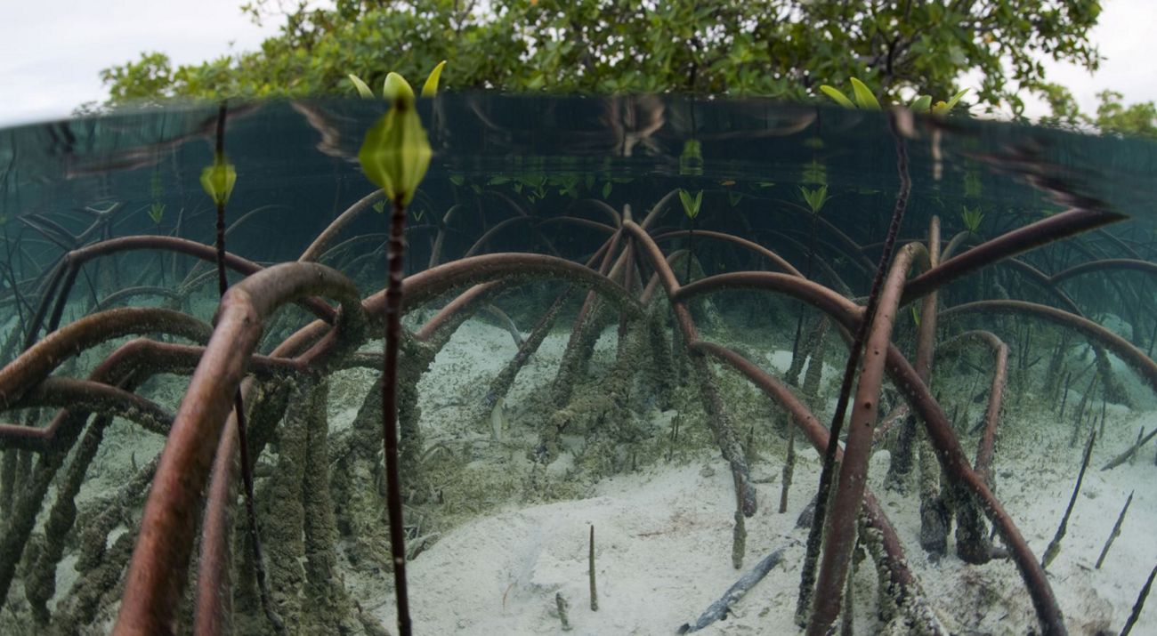 mangrove roots above and under the water