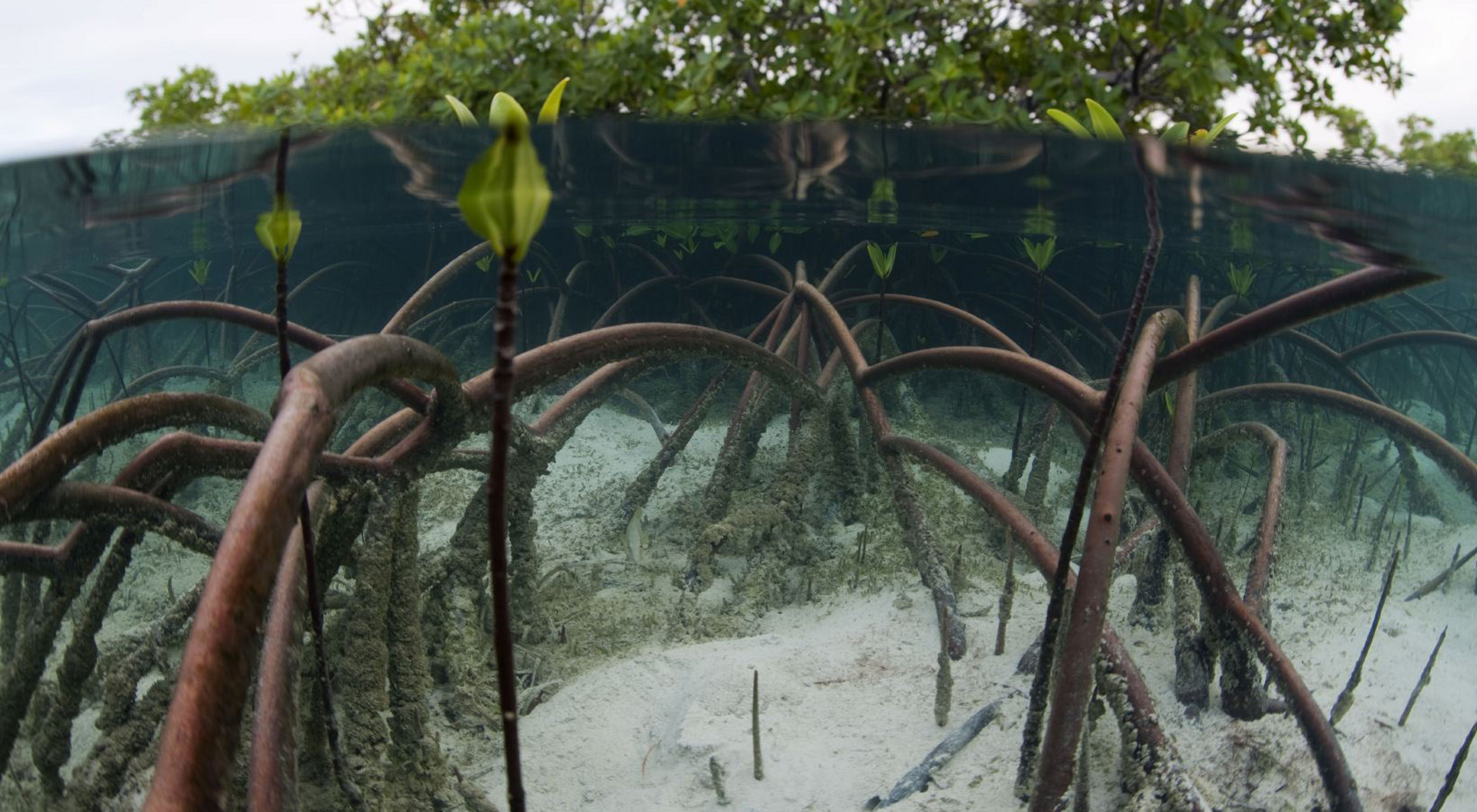 mangrove roots above and under the water