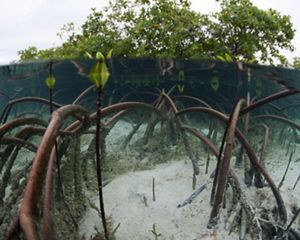 Underwater view of mangrove roots.