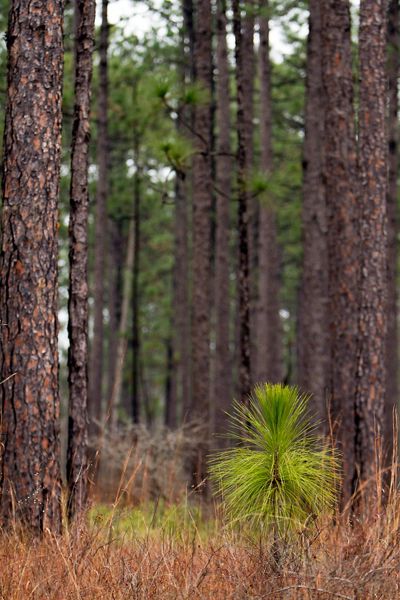 Longleaf pine sapling stands against a forest of mature longleaf pine trees.