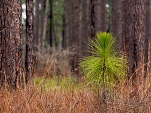 The bushy top of a longleaf pine seedling in its bottle-brush stage rises up through tall, red grass. The trunks of mature pines fill the background.