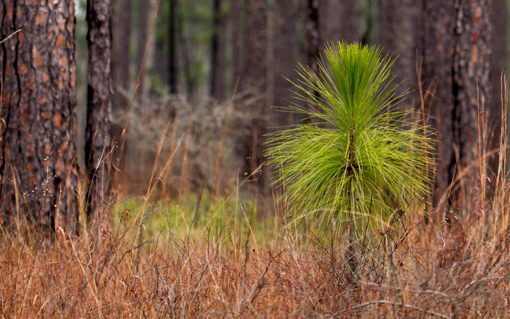 A longleaf seedling at the bottle brush stage in the middle of a mature forest. The bushy top of the seedling resembles a brush.