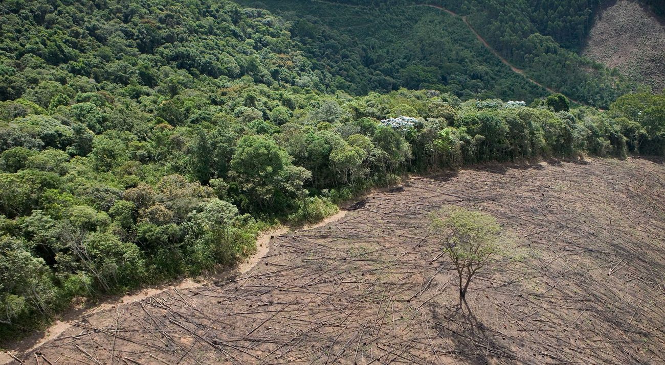 Timber cutting in Brazil, Latin America.