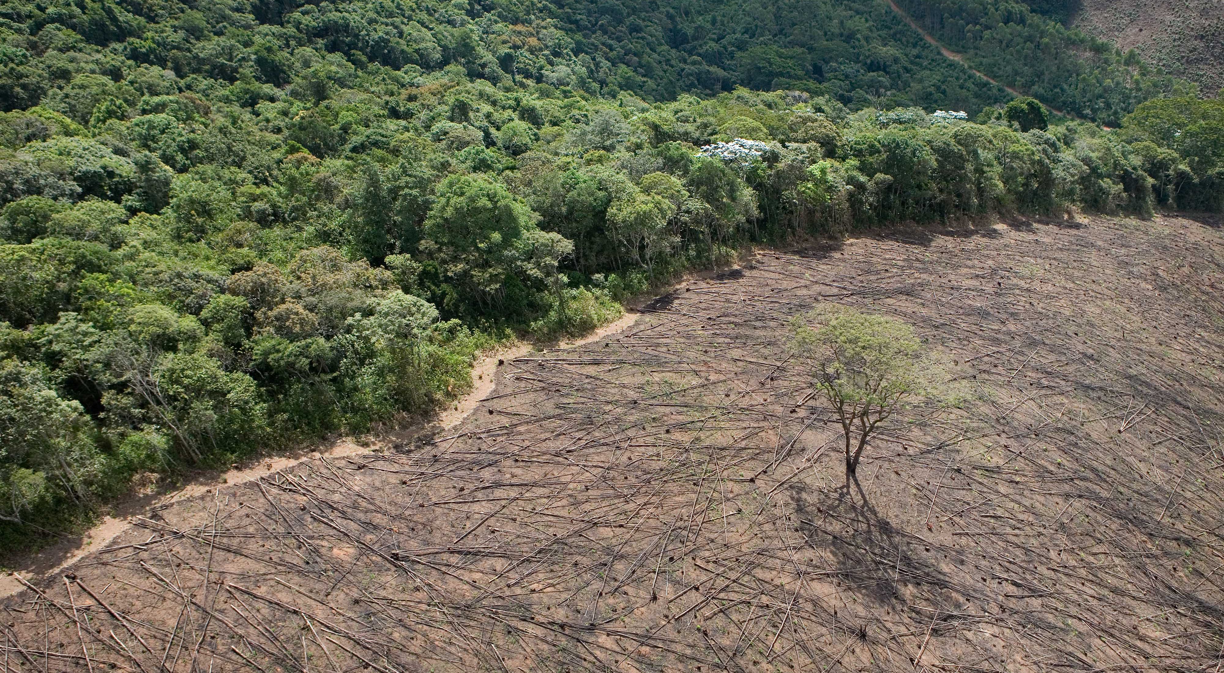 Aerial view of timber cutting in Brazil showing clear cut land next to a forest.