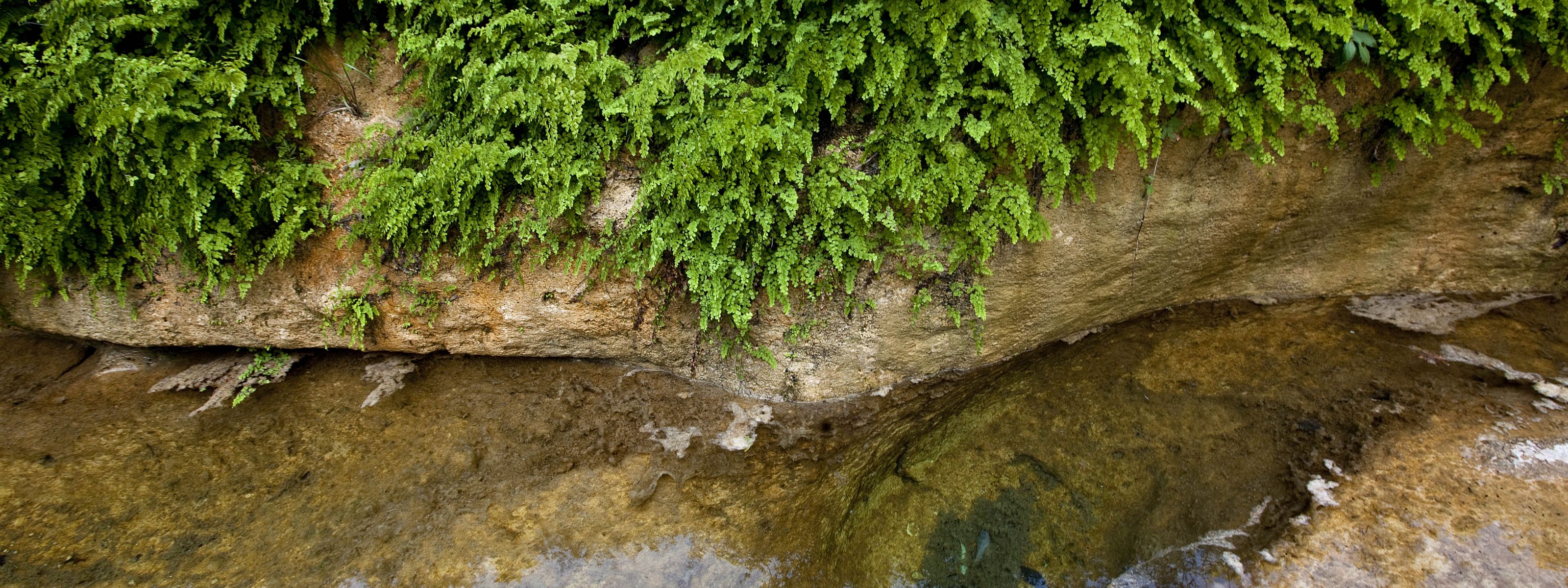Water flows over porous rocks lined with green ferns.