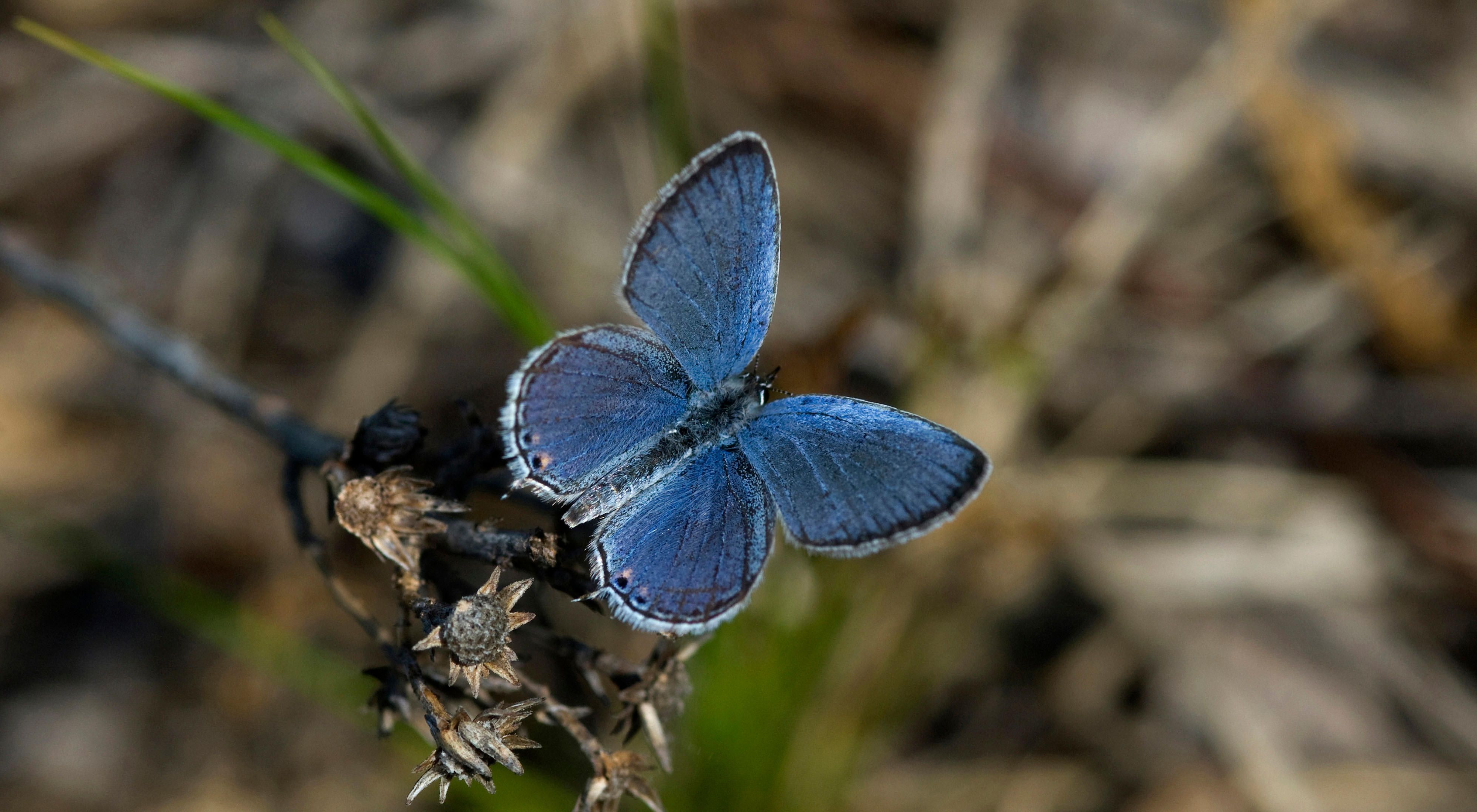 Closeup of a blue butterfly in native habitat at Kankakee Sands.