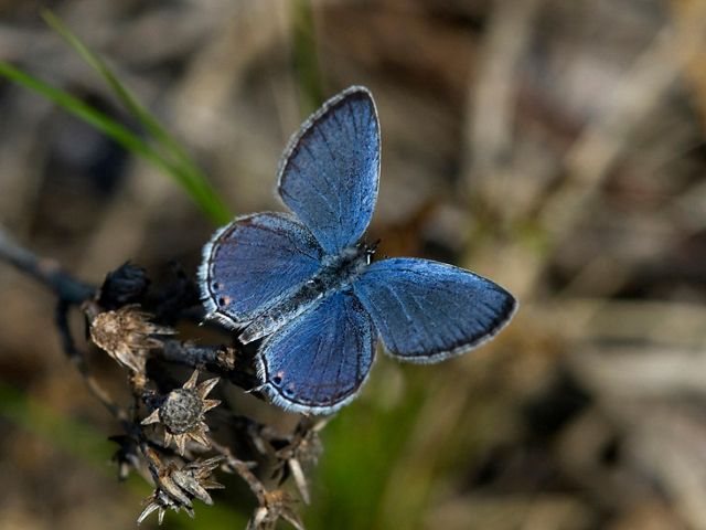 An eastern tailed blue butterfly sits on a small branch.