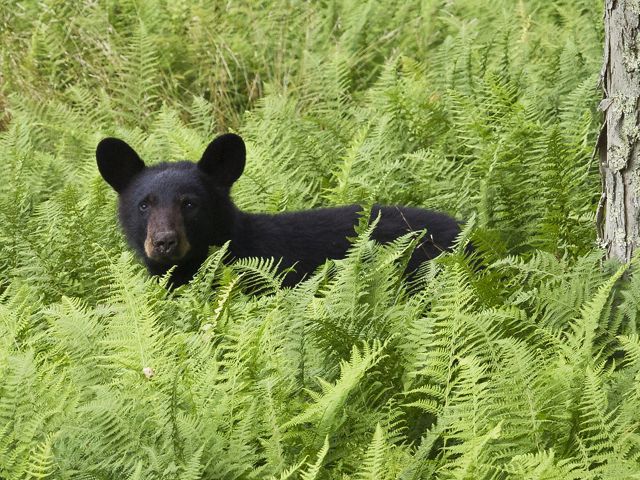 A black bear cub stands in chest deep green ferns looking directly at the camera.