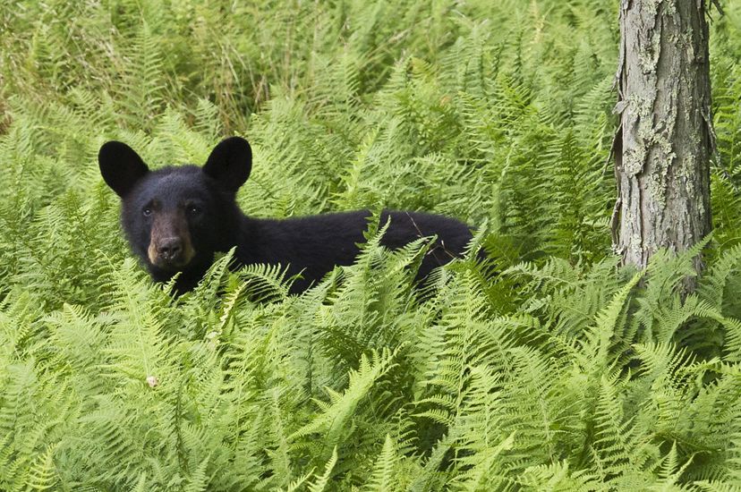 A black bear cub stands in chest deep green ferns looking directly at the camera.