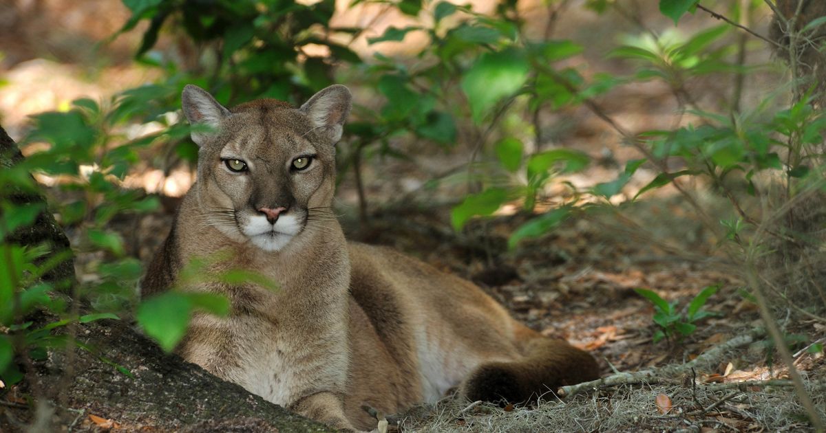 Nombre provisional Ligadura En necesidad de How We're Helping Protect Endangered Florida Panthers