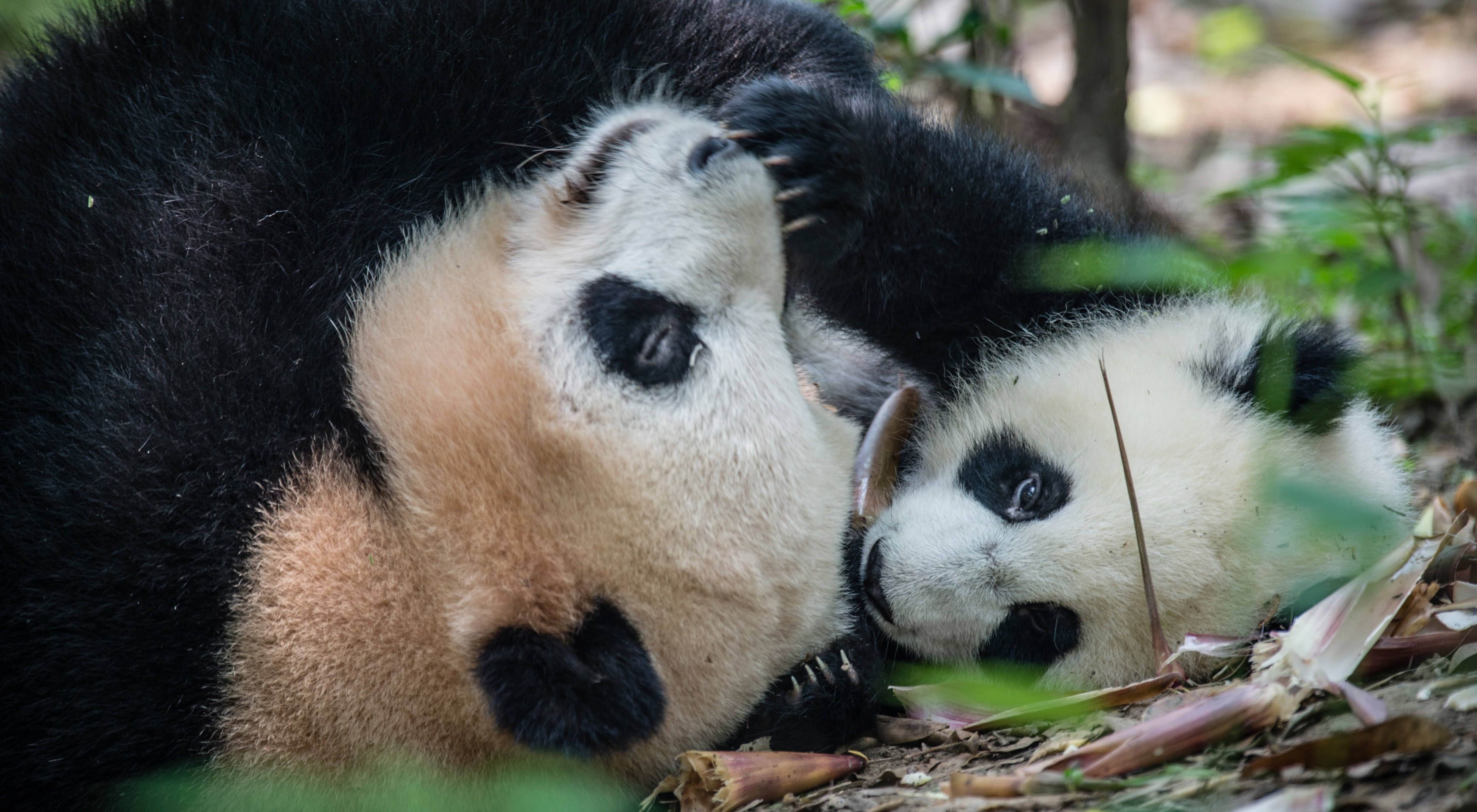 Two giant pandas roll on the ground as they play together.