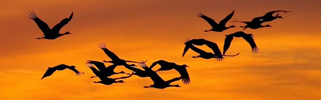The dark silhouettes of flying sandhill cranes are punctuated by the orange hue of the sky at sunset.