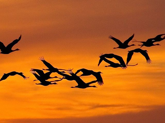 Silhouettes of sandhill cranes in flight in an orange sky.